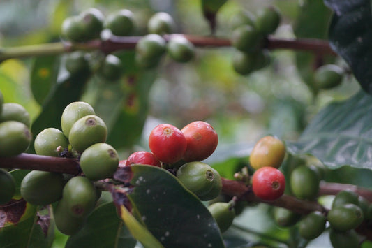 Yellow Bourbon: Colombia's Rarest Varietal at Rock Haven Coffee